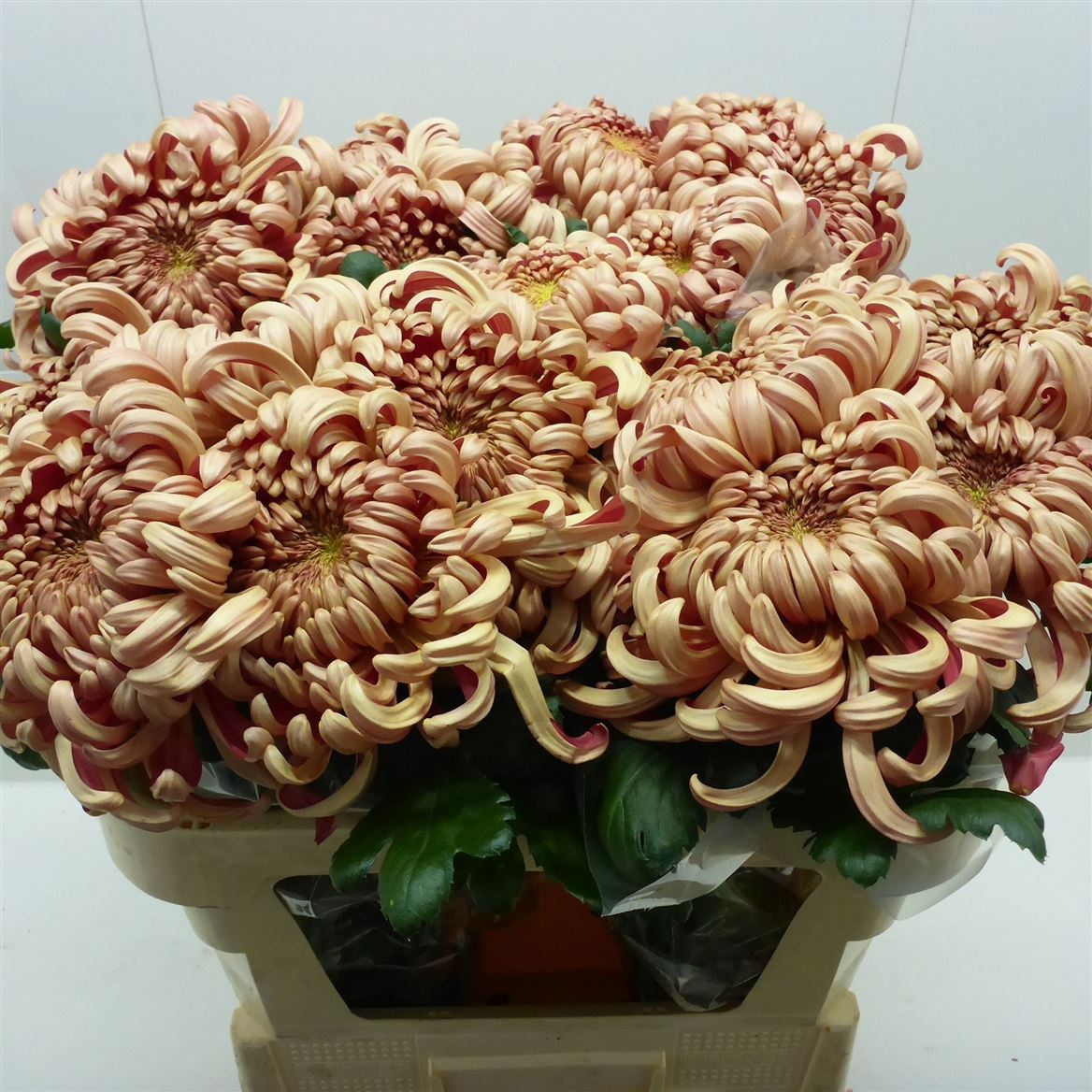 Chrys Single Vienna Copper 70cm 110gram