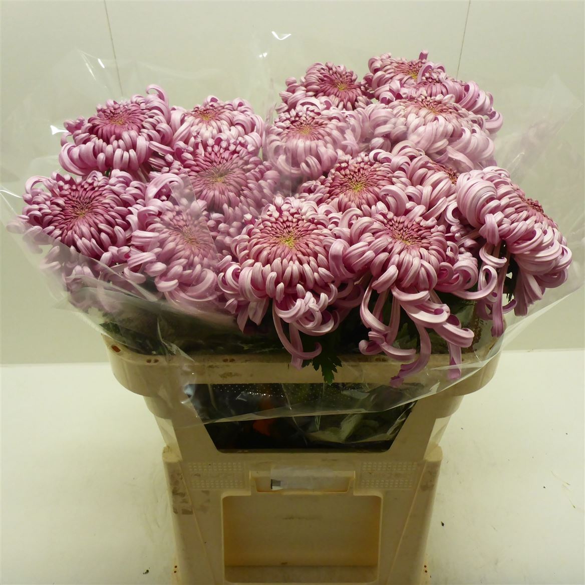 Chrys Single Vienna 70cm 100gram