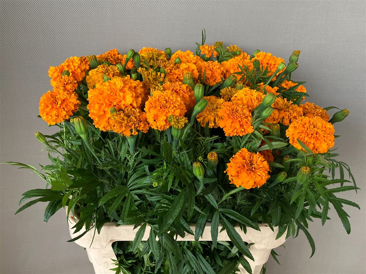 Tagetes Er Promise O 80cm