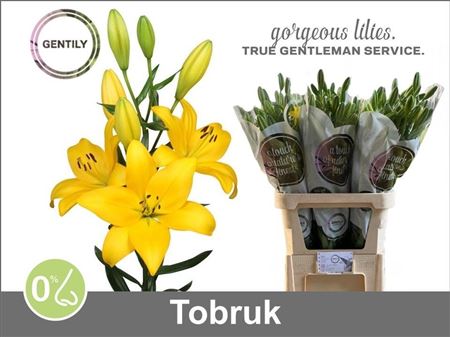 Lily La Tobruk 90cm 4+