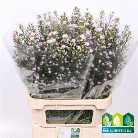 Aster Claudia 80cm 40gr.
