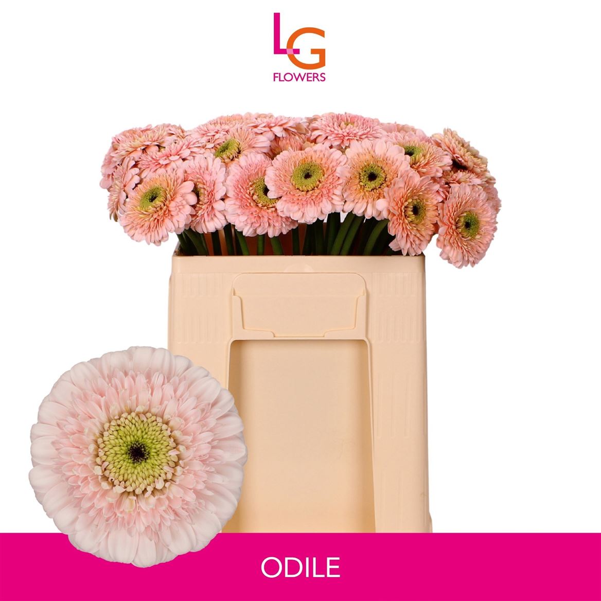 Gerbera Mini Dottie Odile