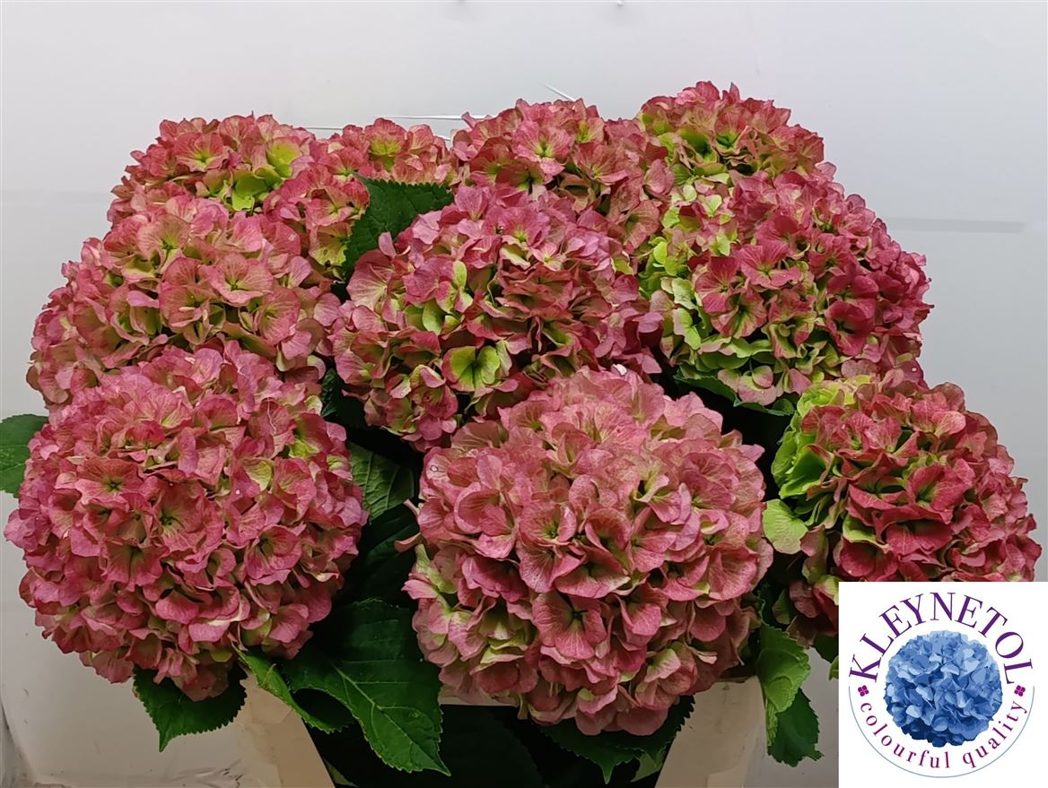 Hydrangea Verena Classic 80cm 21-23cm Hd