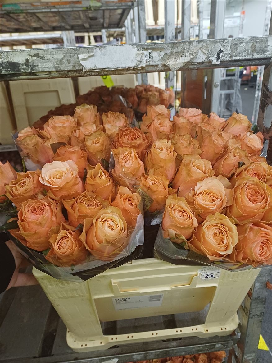 Rosa Kahala-bb 50cm