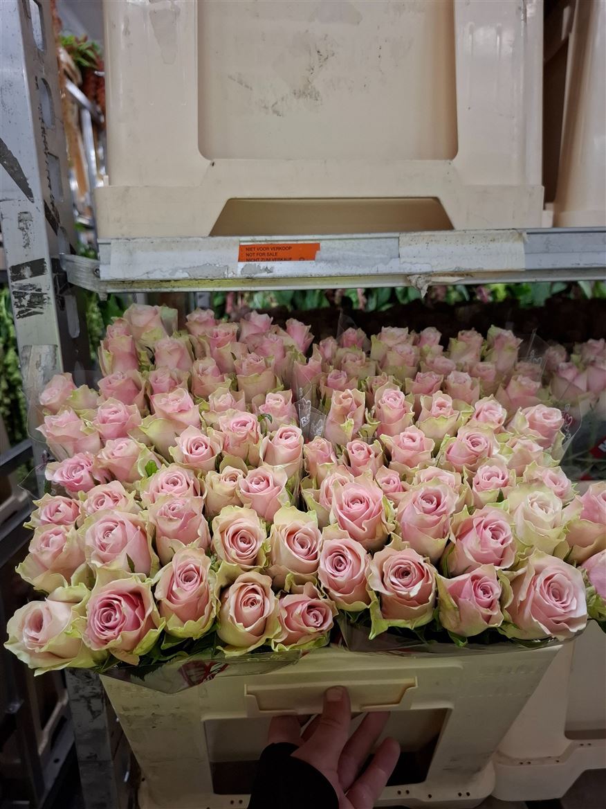 Rosa Pink Athena 50cm