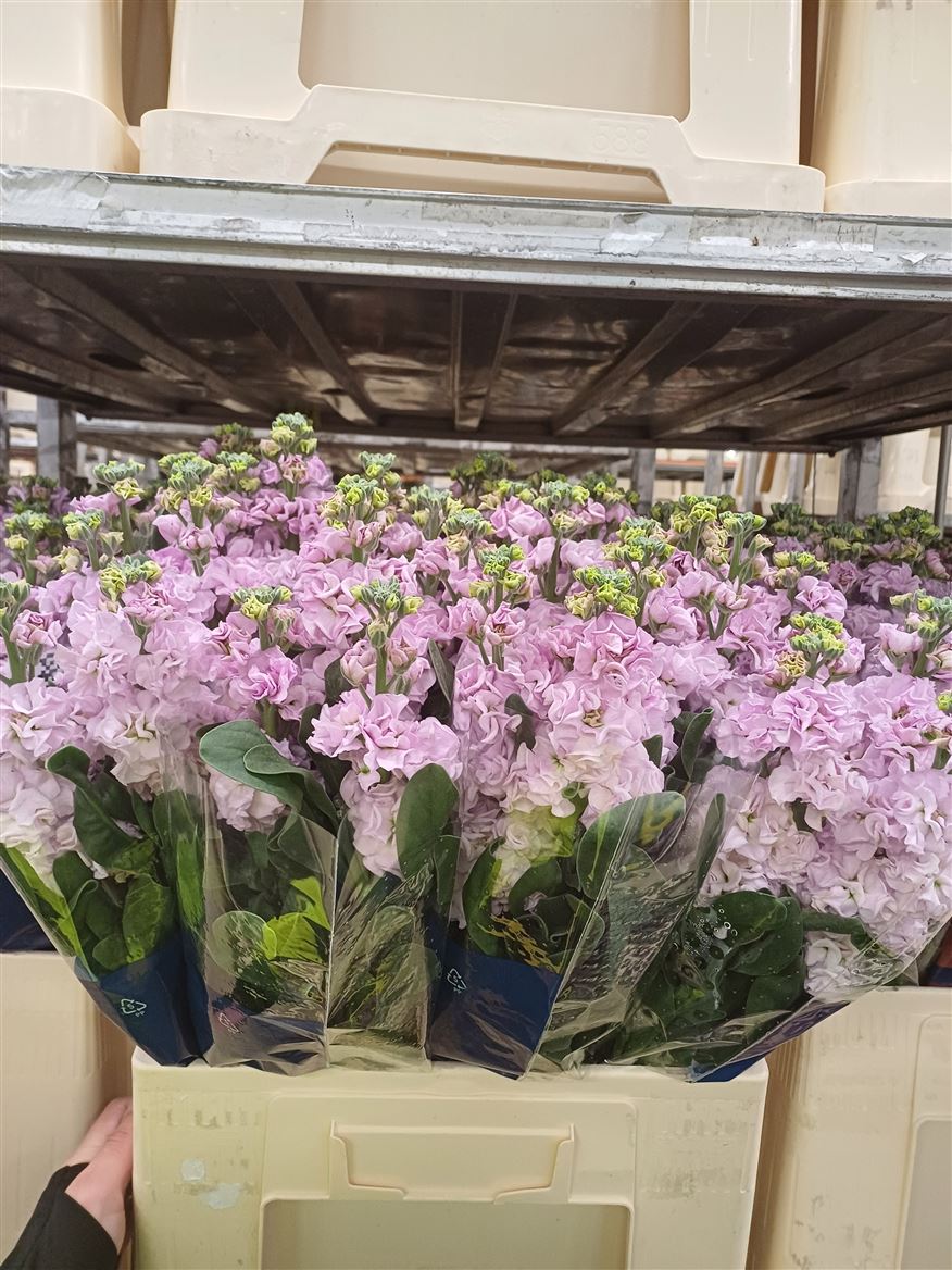 Matthiola Iron Cherry Blossom 65cm