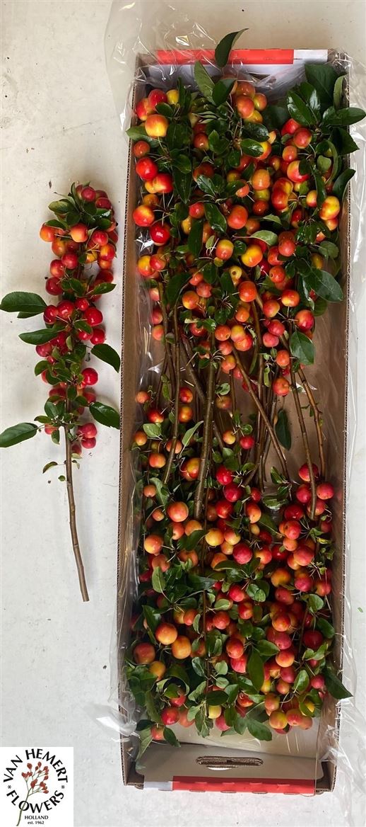 Malus Red Sentinel