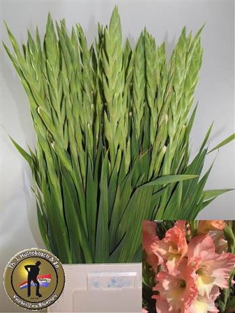 Gladiolus Careless 95cm 180gr.