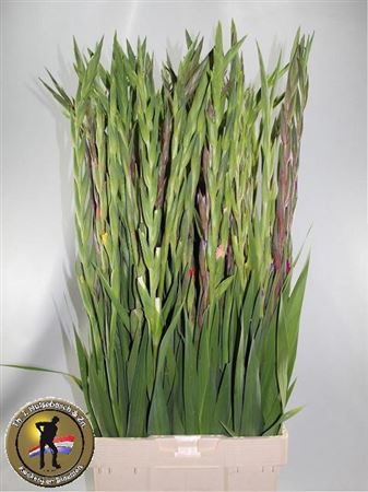 Gladiolus Mixed Per Bunch 100cm 120gr.