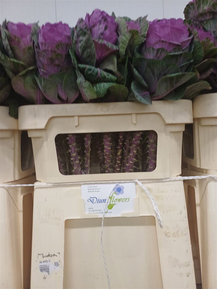 Brassica Condor Red 70cm