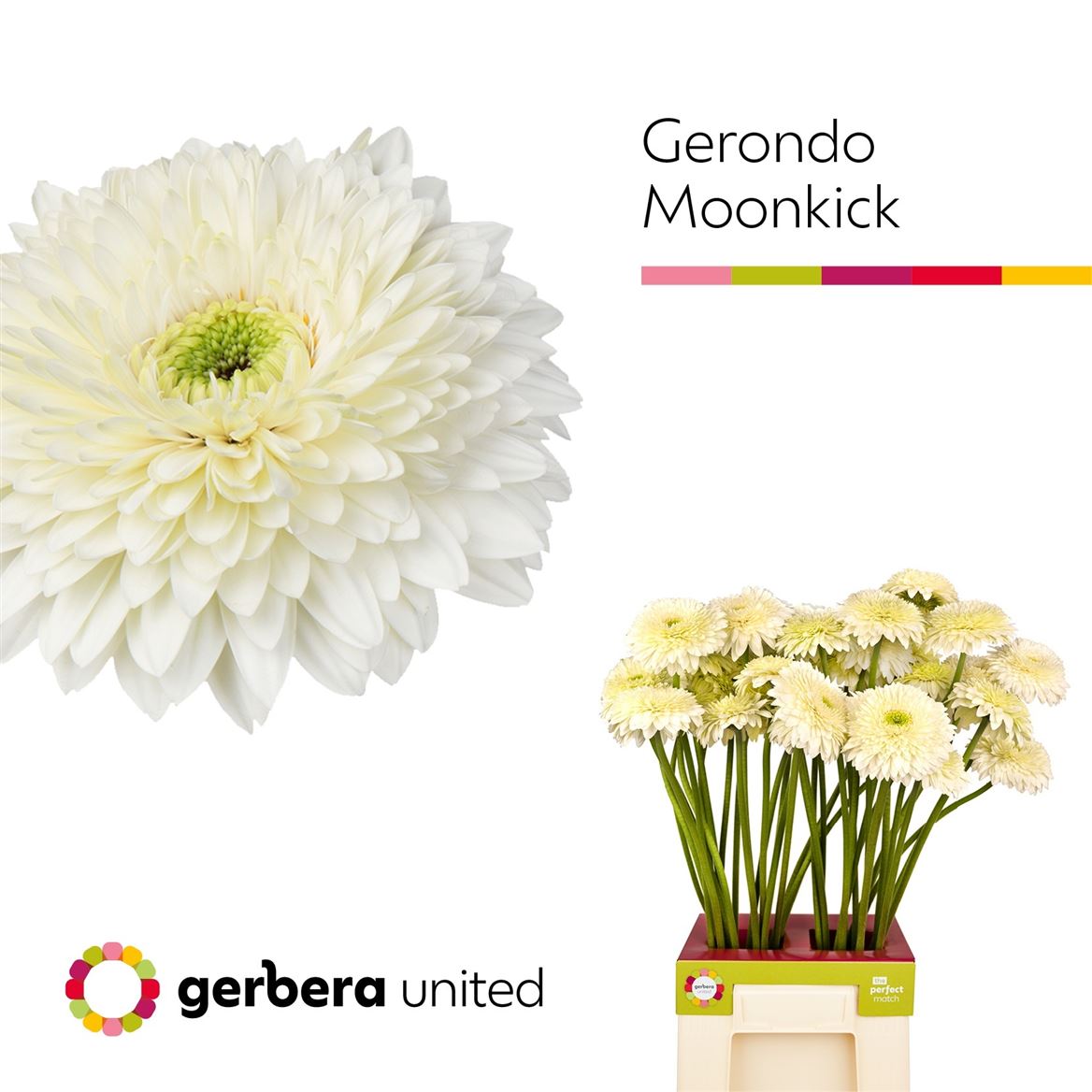 Gerbera Gerrondo Moon Kick