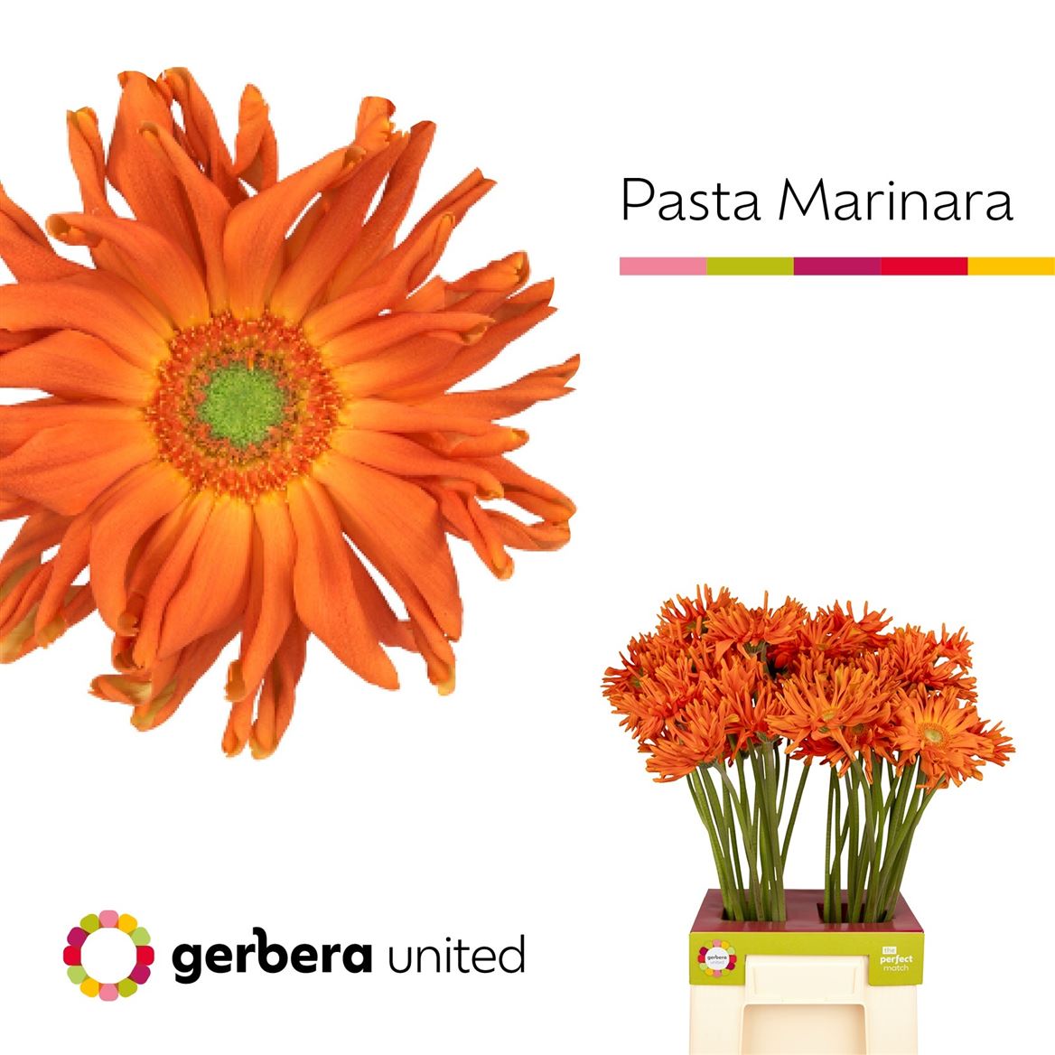 Gerbera Pasta Marinara