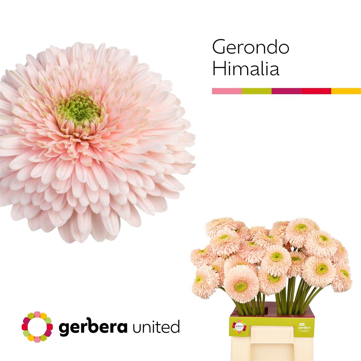 Gerbera Mini Pomponi Gterra Himalaya