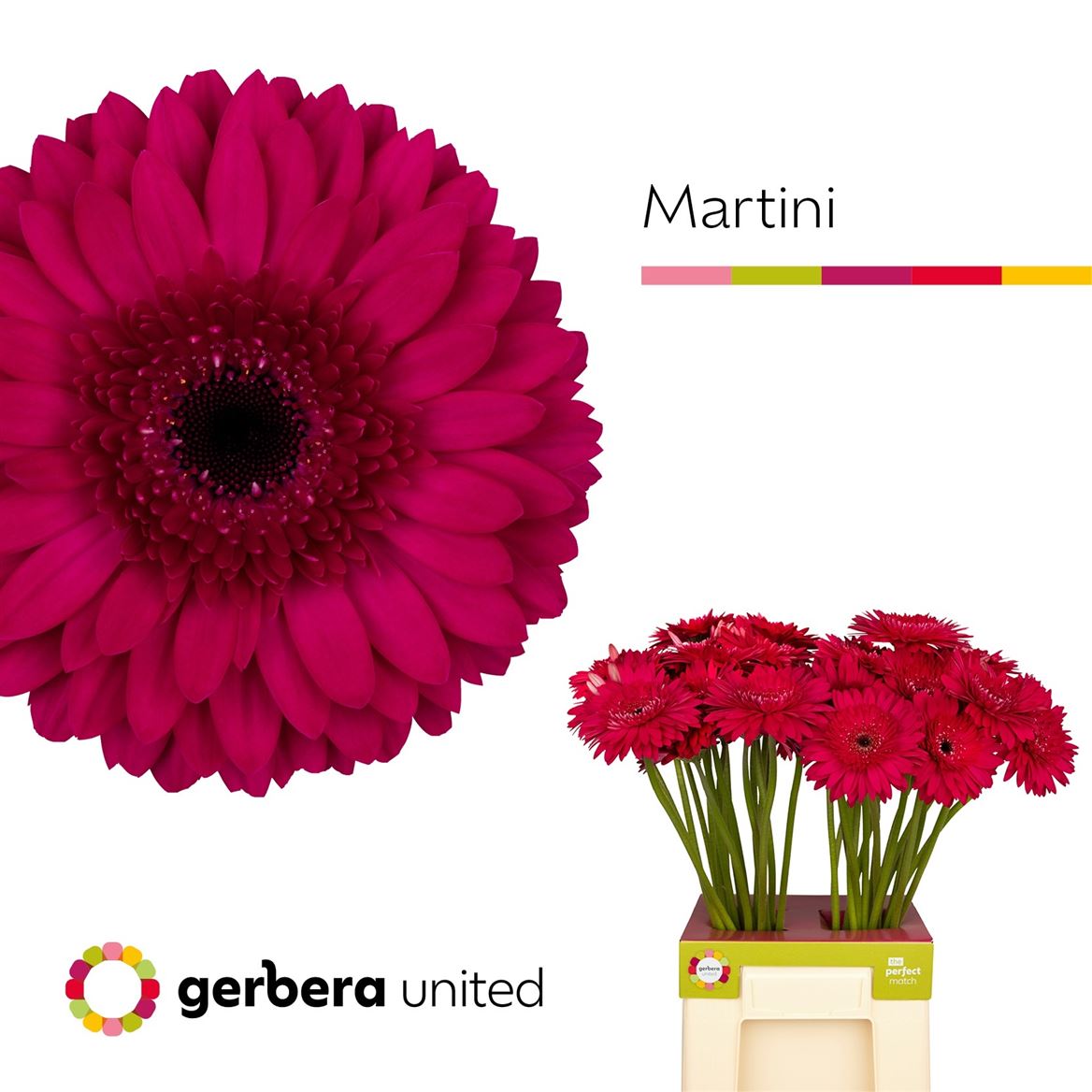 Gerbera Martini