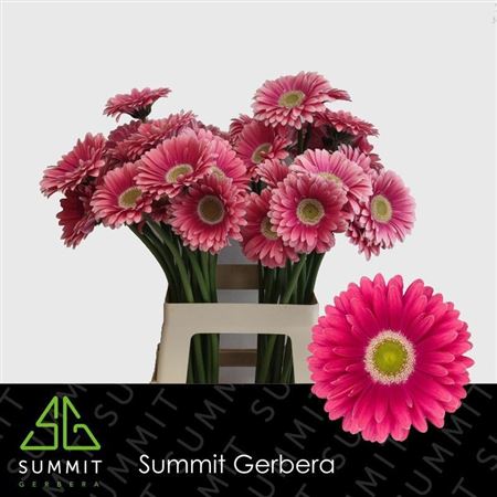 Gerbera Unique
