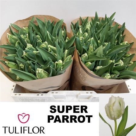 Tulipa Parrot Super Parrot 38cm 25gram