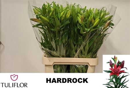 Lily La Hardrock 95cm 4+