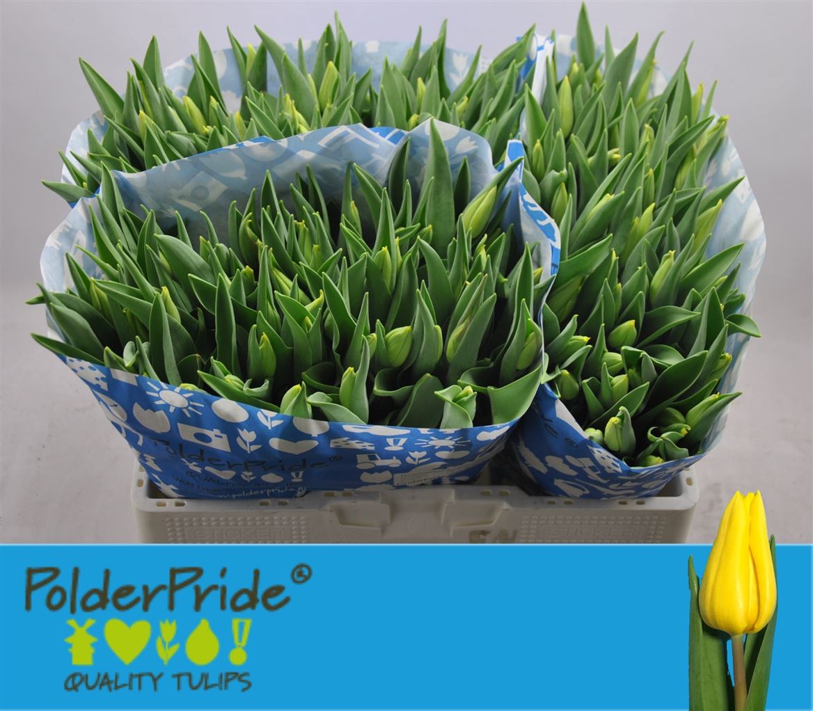 Tulipa Strong Gold 40cm 28gram