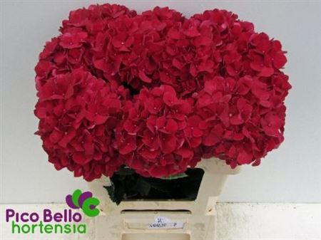 Hydrangea Ruby Red 60cm 15Ø