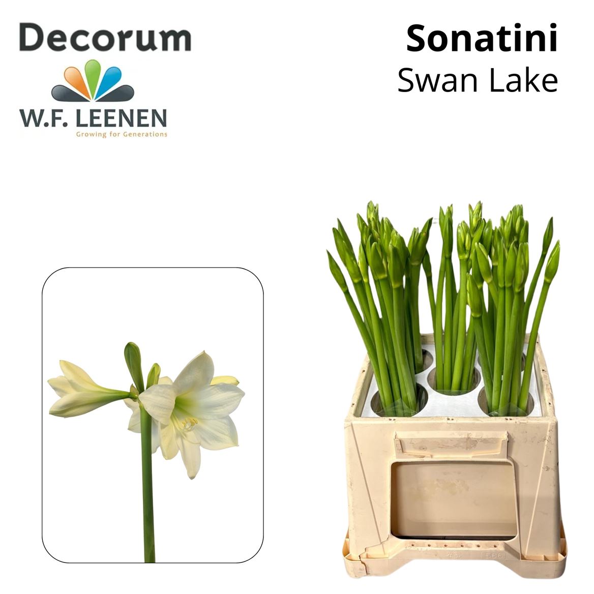 Hippeastrum Sonatini Swan Lake 3bl