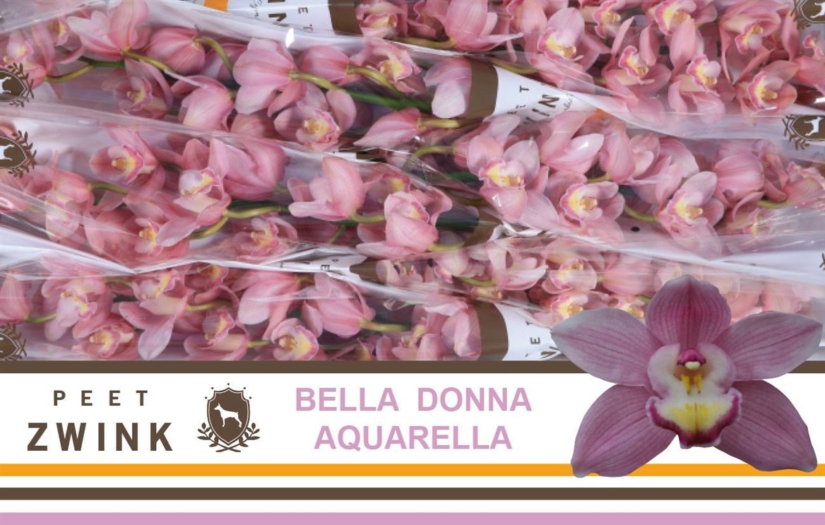 Cymbidium Aquarella 12/15bl