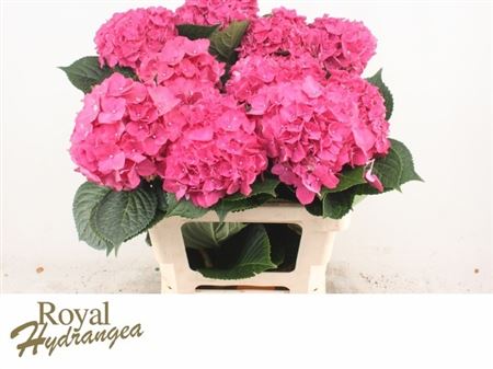 Hydrangea Rodeo Dark Pink 60cm 17Ø