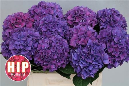 Hydrangea Rodeo Purple 40cm 12Ø