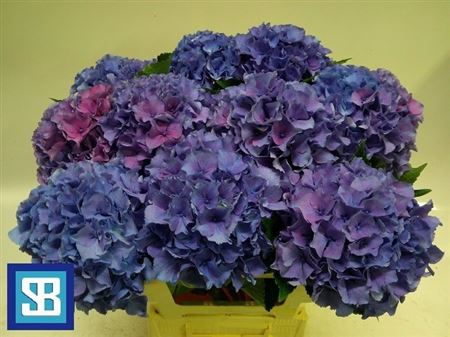 Hydrangea Royal Parade 60cm 16Ø