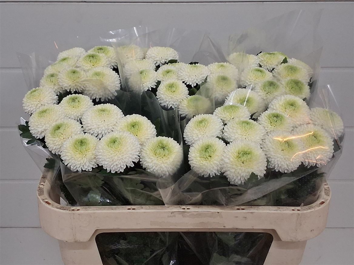 Chrysanthemum Single Ping Pong 60cm 40gram