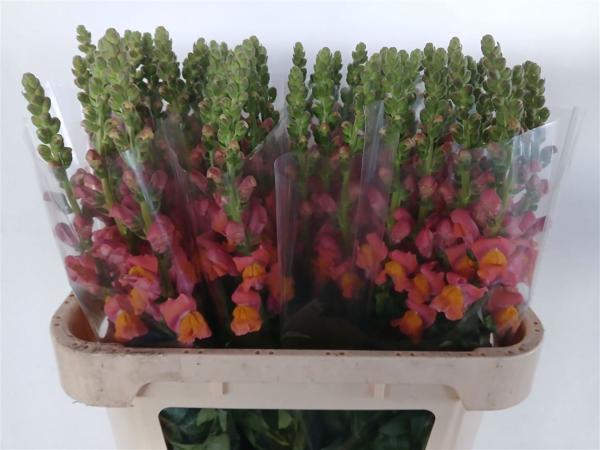 Antirrhinum Avignon Dark Orange 70cm