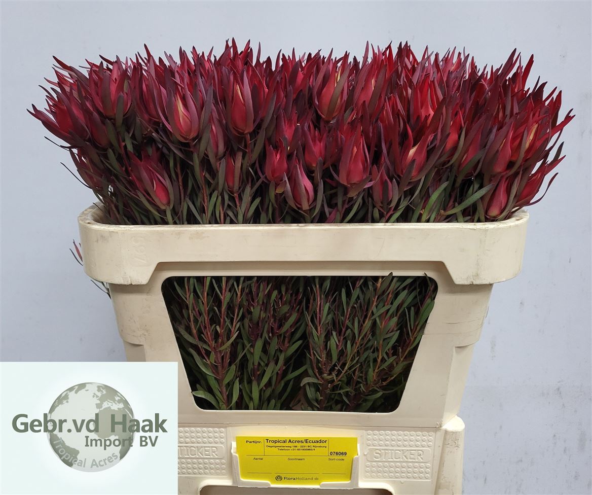 Leucadendron Salignum 70cm