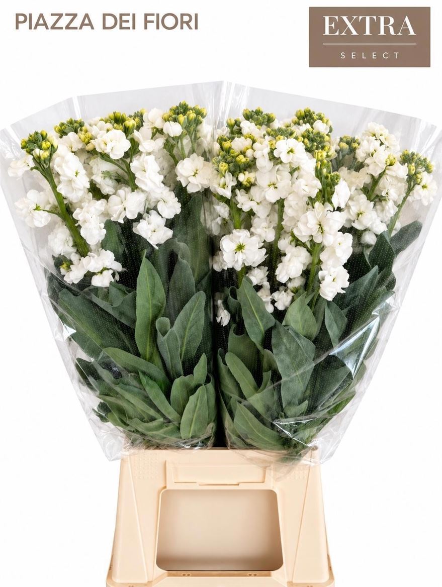 Matth Iron White 70cm