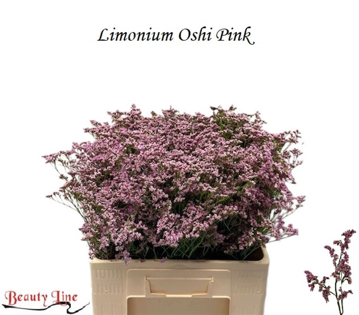 Limonium Oshi Pink 60cm 30gram