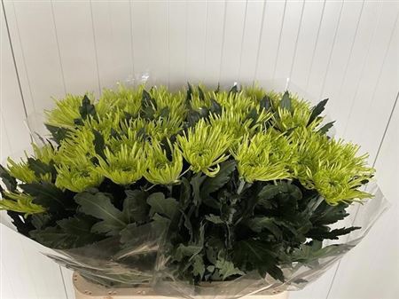 Chr G Tula Green 70cm 75gram