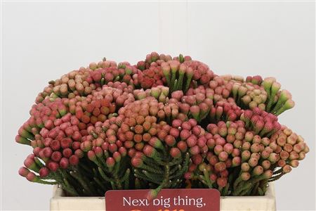 Brunia Laevis Red