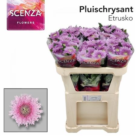 Chrys Single Etrusko 70cm 55gram