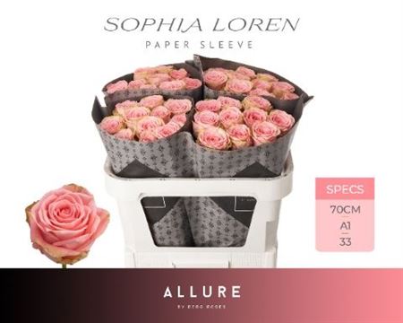 Rosa Sophia Loren 70cm