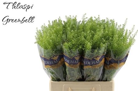 Lepidium Ruderale Green Bell 65cm 15gr.