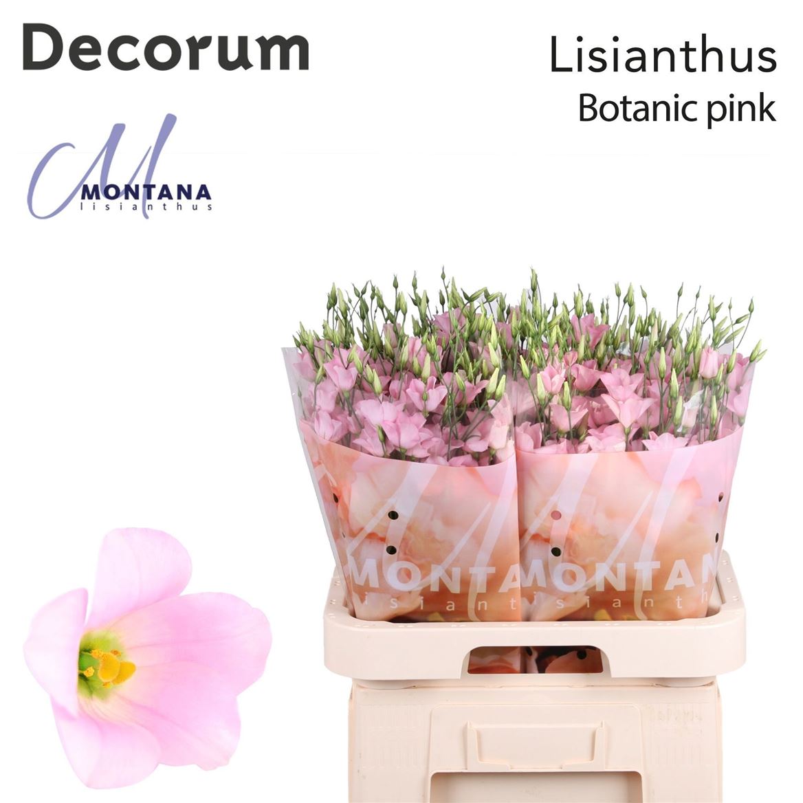 Eustoma Single Botanic Pink 70cm