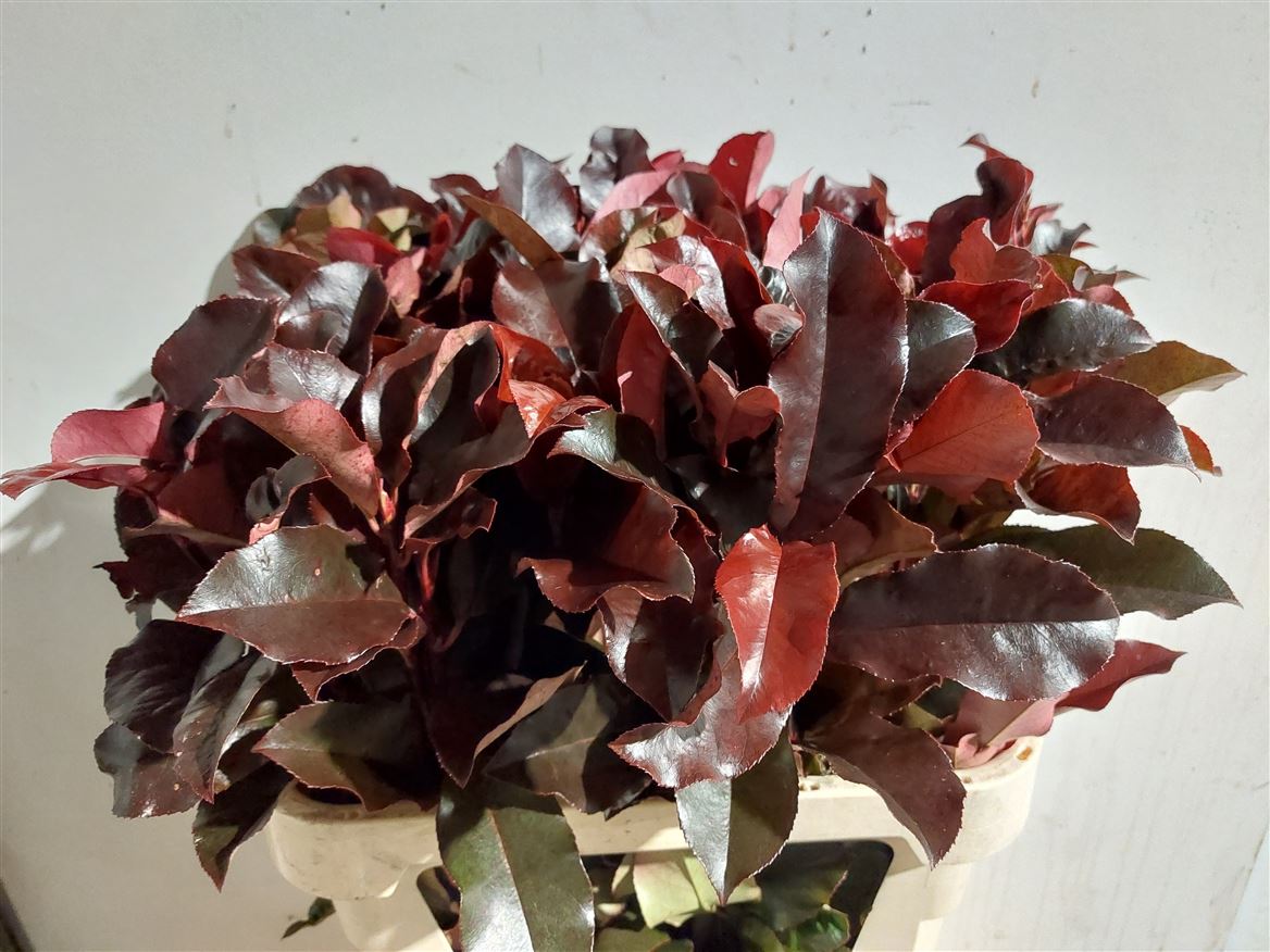 Photinia X F Purpl P 80cm