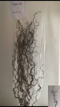 Corylus Avellana Contorta 140cm