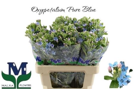 Oxypetalum Tanioka Pure Blue 60cm