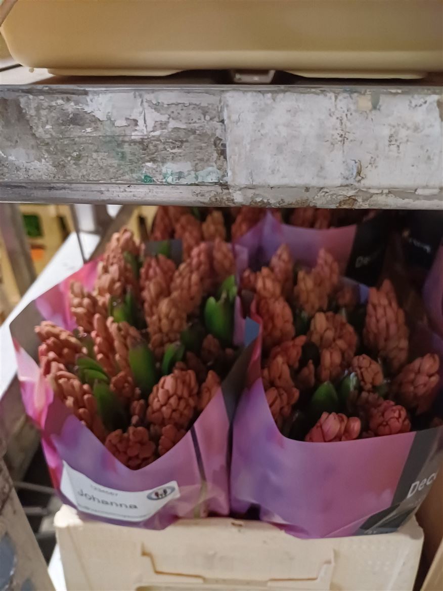 Hyacinthus Johanna 30cm 30-buds
