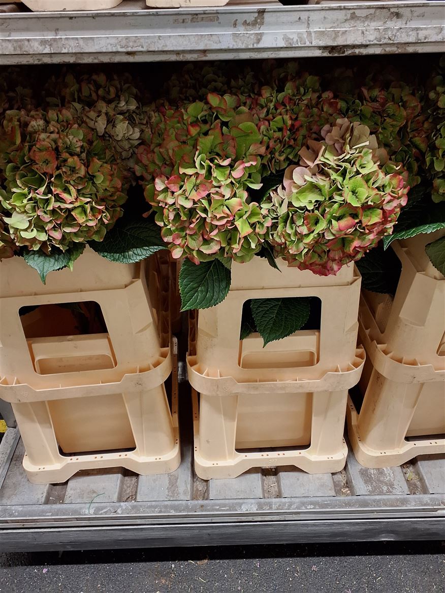 Hydrangea Glowing Alps Classic 80cm 20-22cm Hd
