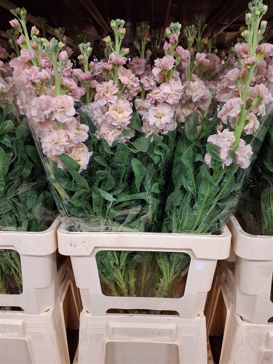 Matthiola Iron Apricot 70cm