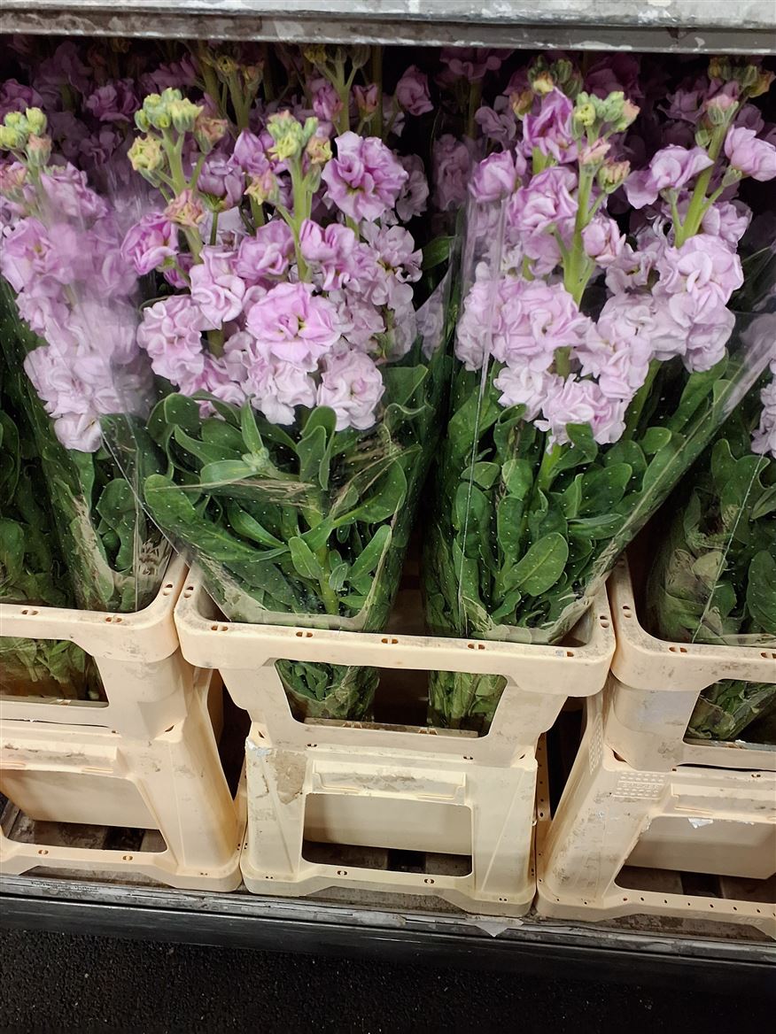 Matthiola Iron Cherry Blossom 70cm