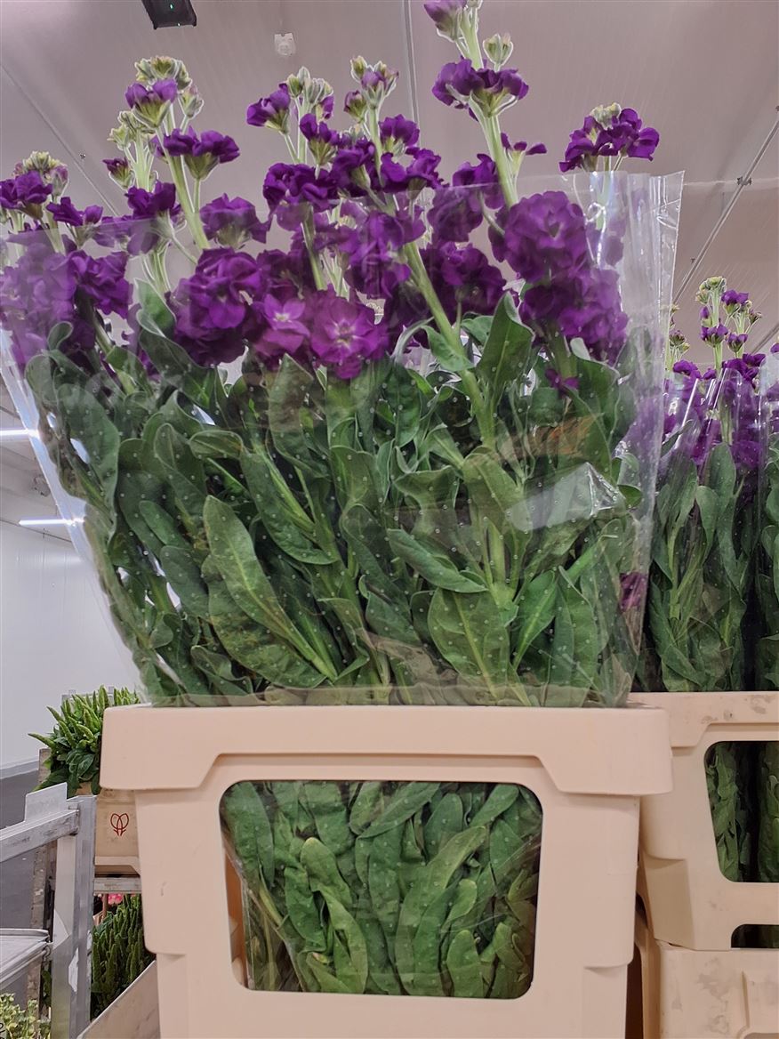 Matth Iron Purple 70cm
