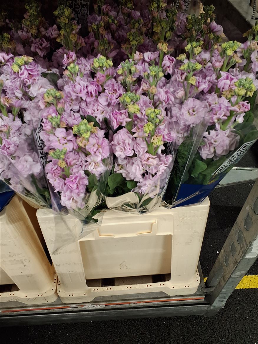 Matthiola Iron Cherry Blossom 60cm