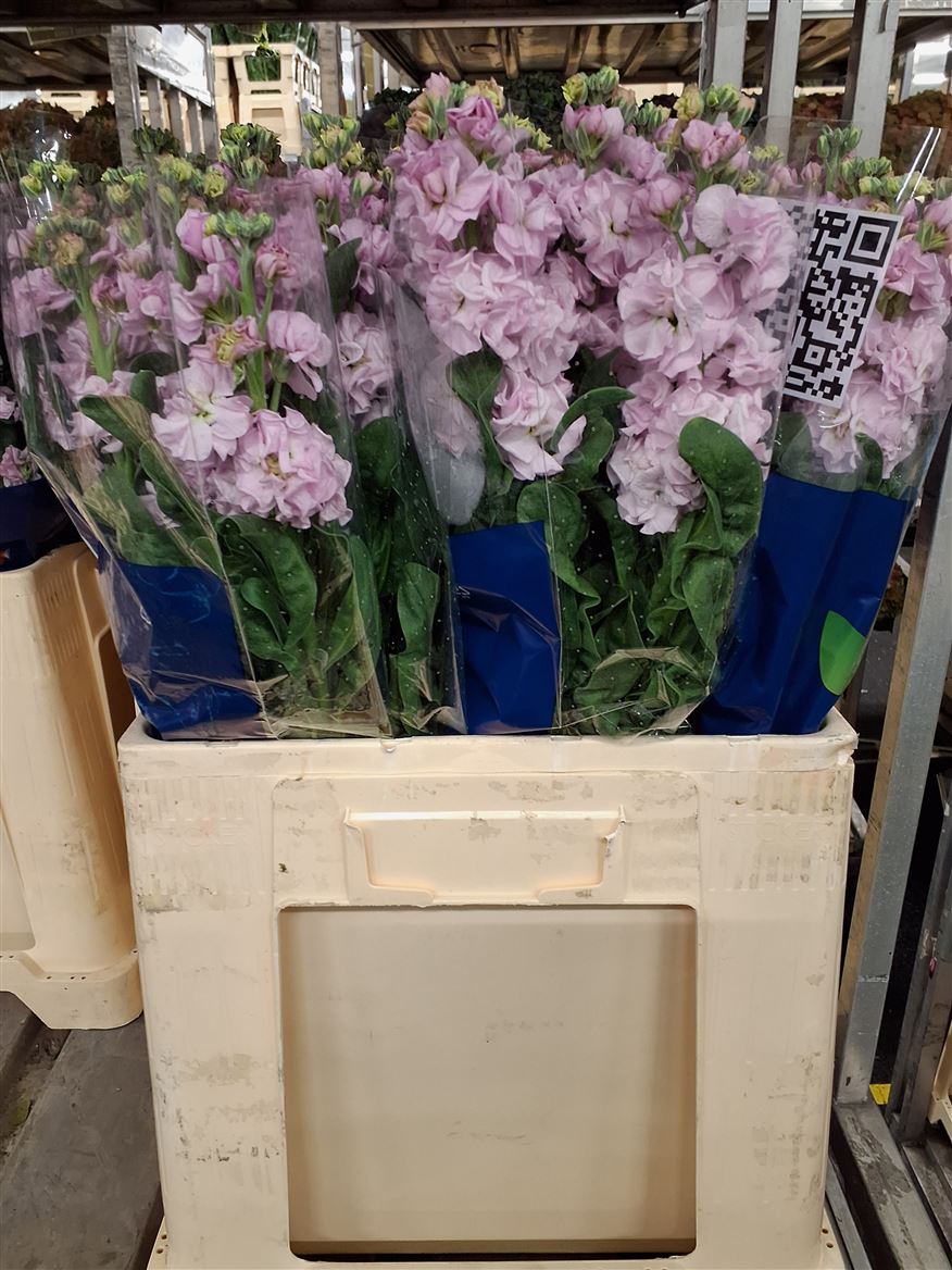 Matthiola Iron Cherry Blossom 60cm
