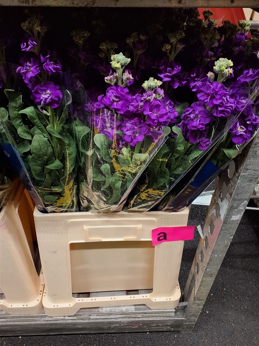 Matth Iron Purple 70cm